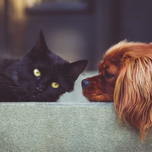 Bir kedi ve köpeğin günlük olarak iyi geçinmesi için en iyi ipuçları sizin sayenizde!