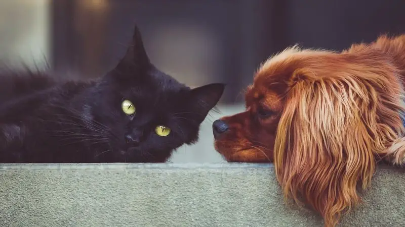 As melhores dicas para um gato e um cão se darem diariamente graças a si!