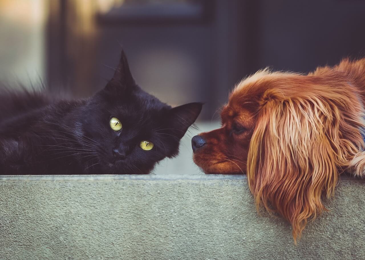 As melhores dicas para um gato e um cão se darem diariamente graças a si!