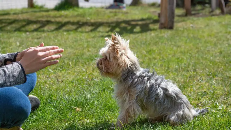 Hundetrainer: Alles, was Sie über diesen Beruf wissen müssen
