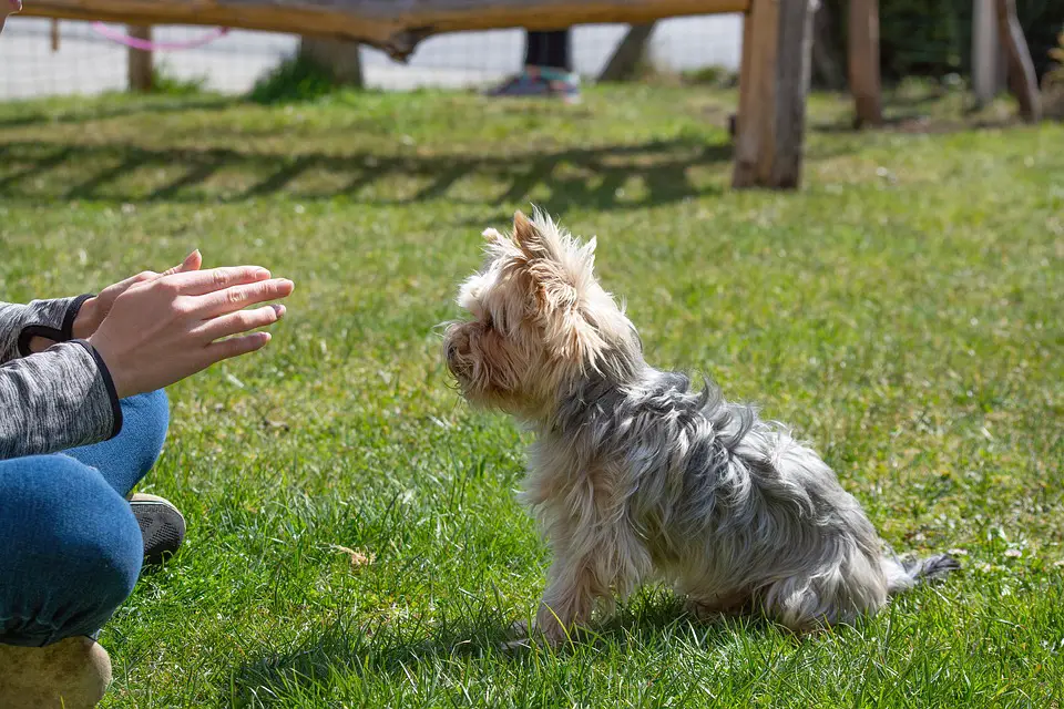 Treinador de cães: tudo o que precisa de saber sobre esta profissão