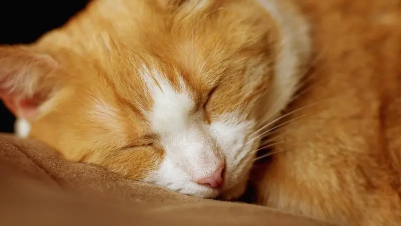 Kedi kulakları: nasıl temizlenir?