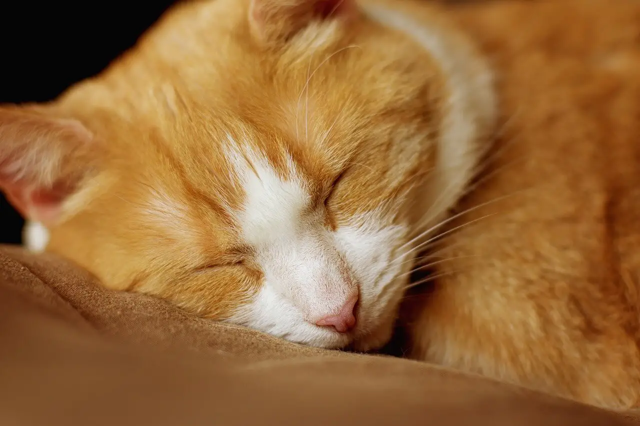 Kedi kulakları: nasıl temizlenir?
