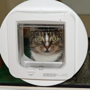 5 Vorteile einer elektronischen Katzenklappe