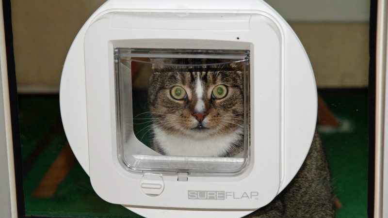 5 Vorteile einer elektronischen Katzenklappe