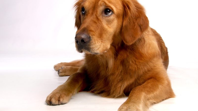 Golden Retriever: jak dbać o psa?