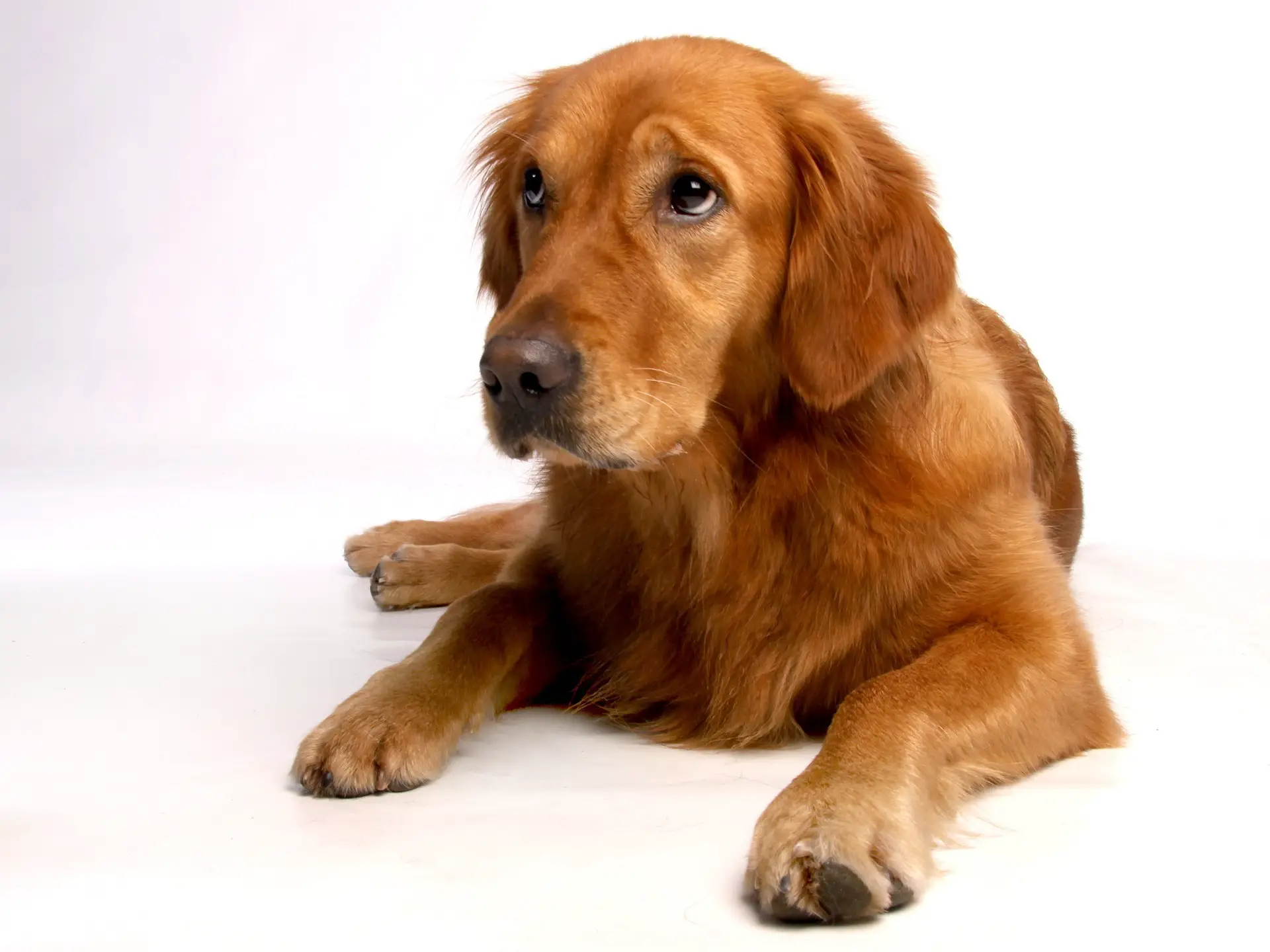 Golden Retriever: jak dbać o psa?