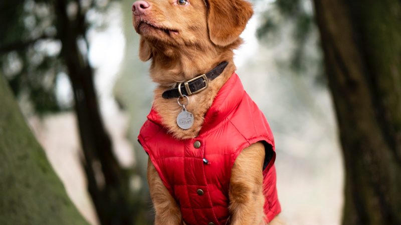 Como escolher um pêlo para o seu cão?