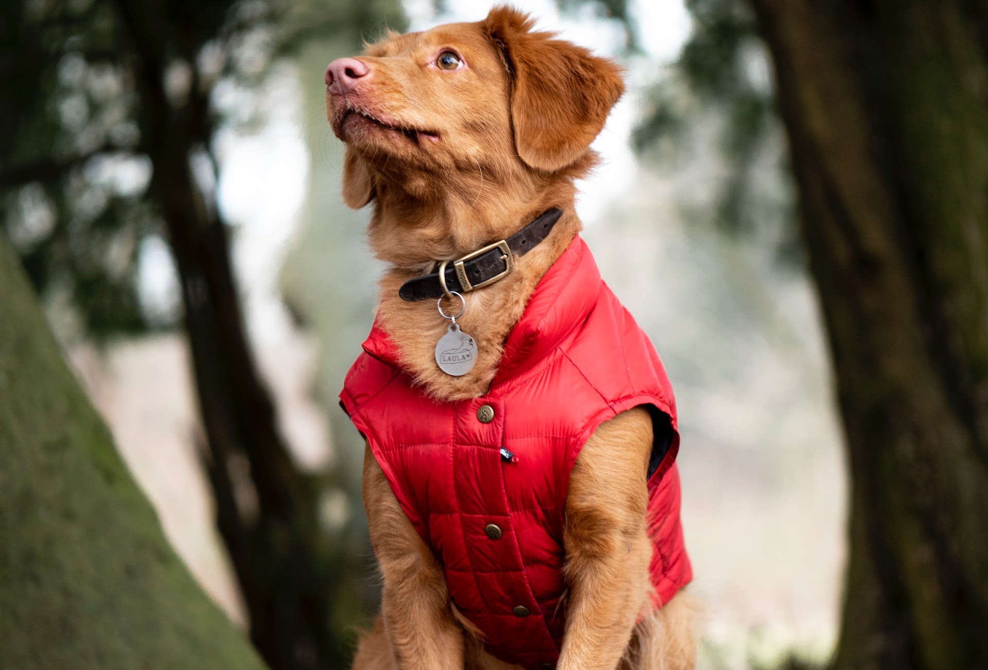 Come scegliere il cappotto per il cane?