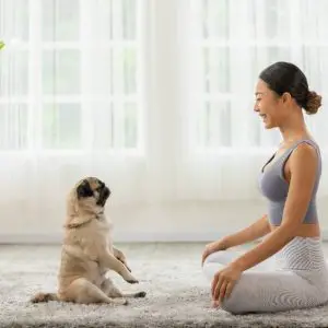 Como treinar bem o seu cachorro?