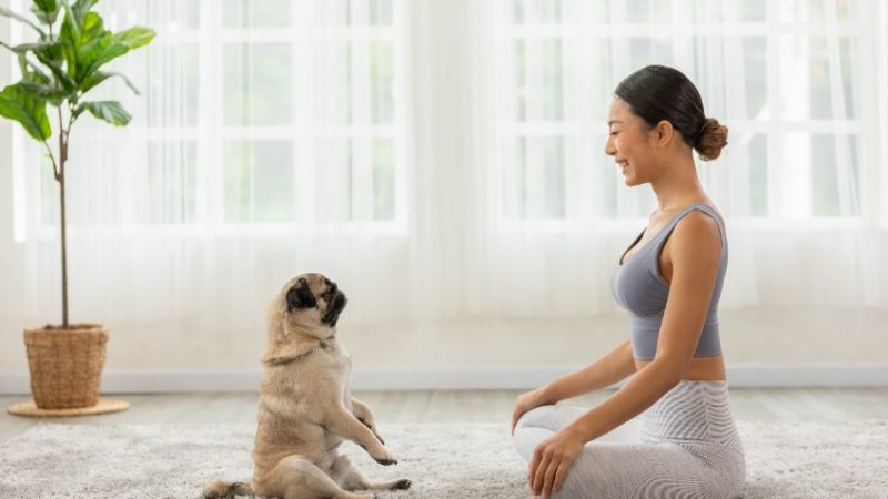 Como treinar bem o seu cachorro?