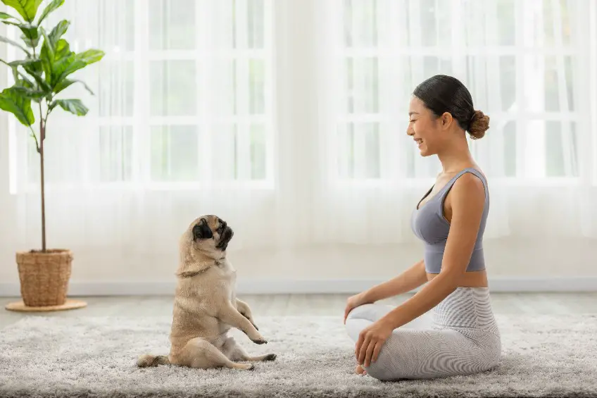 Hoe kun je je puppy goed trainen?