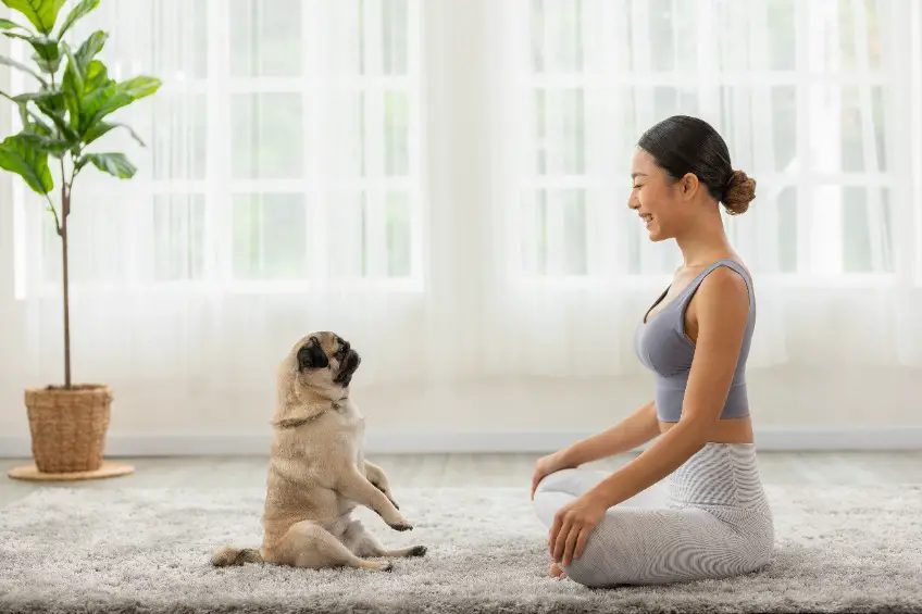 Como treinar bem o seu cachorro?