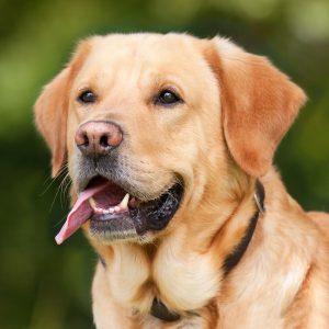 6 consigli per migliorare il benessere quotidiano del vostro cane