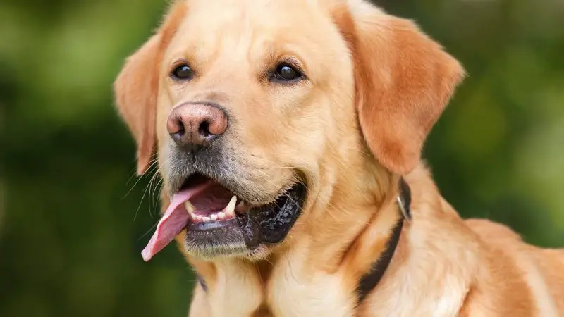 Köpeğinizin günlük sağlığını iyileştirmek için 6 ipucu