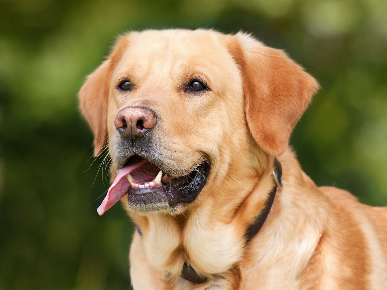 6 astuces pour améliorer le bien-être de votre chien au quotidien