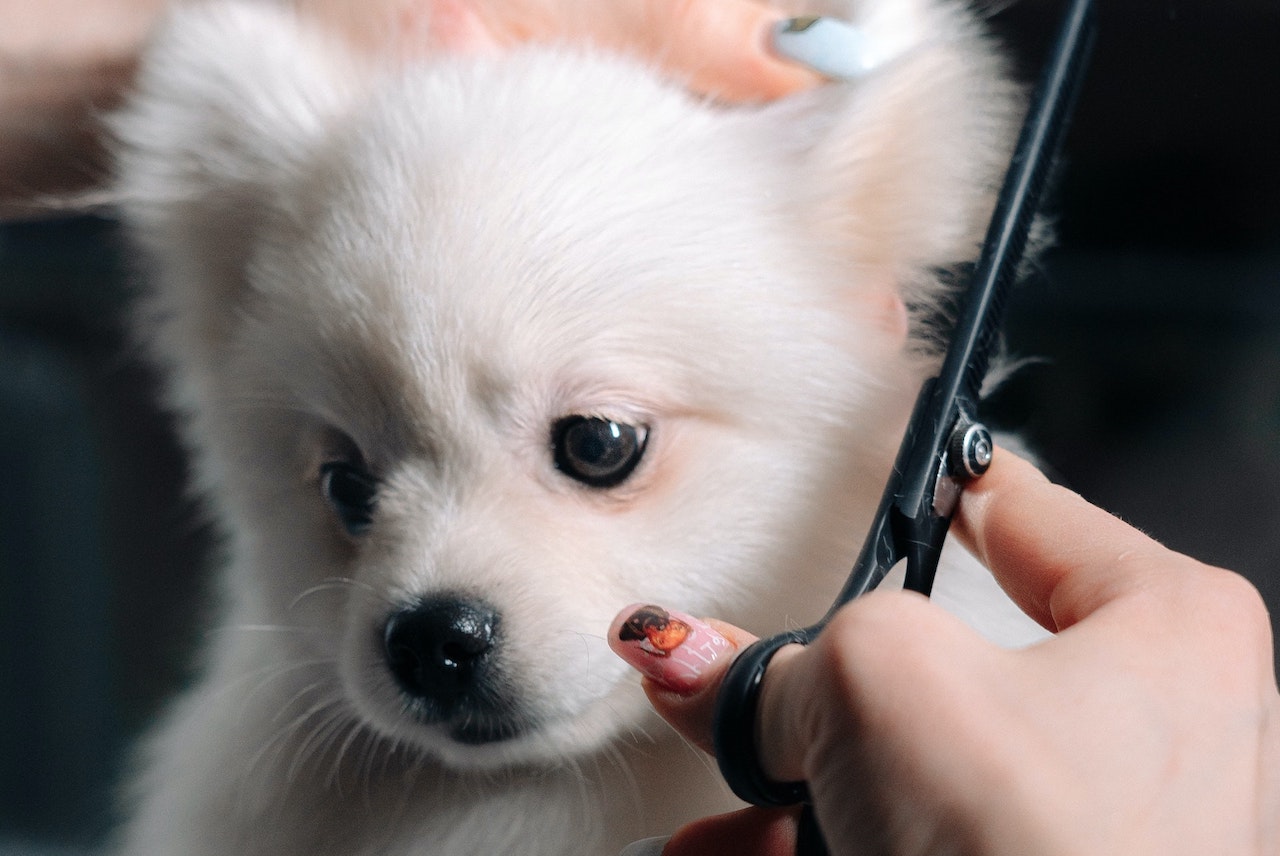 Köpeğinizin bakımı için en iyi ürünler