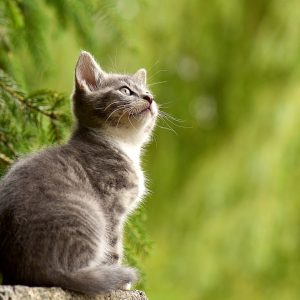 Der wichtigste Ratgeber für die Gesundheit und das Wohlbefinden Ihrer Katze