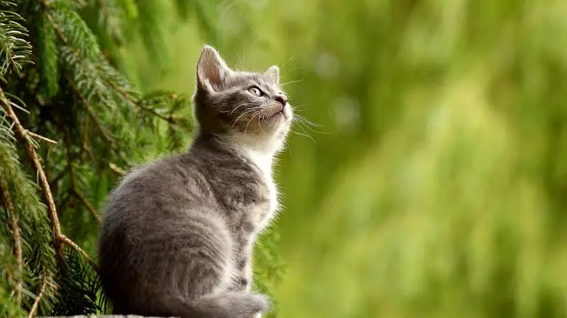 La guía esencial para la salud y el bienestar de su gato