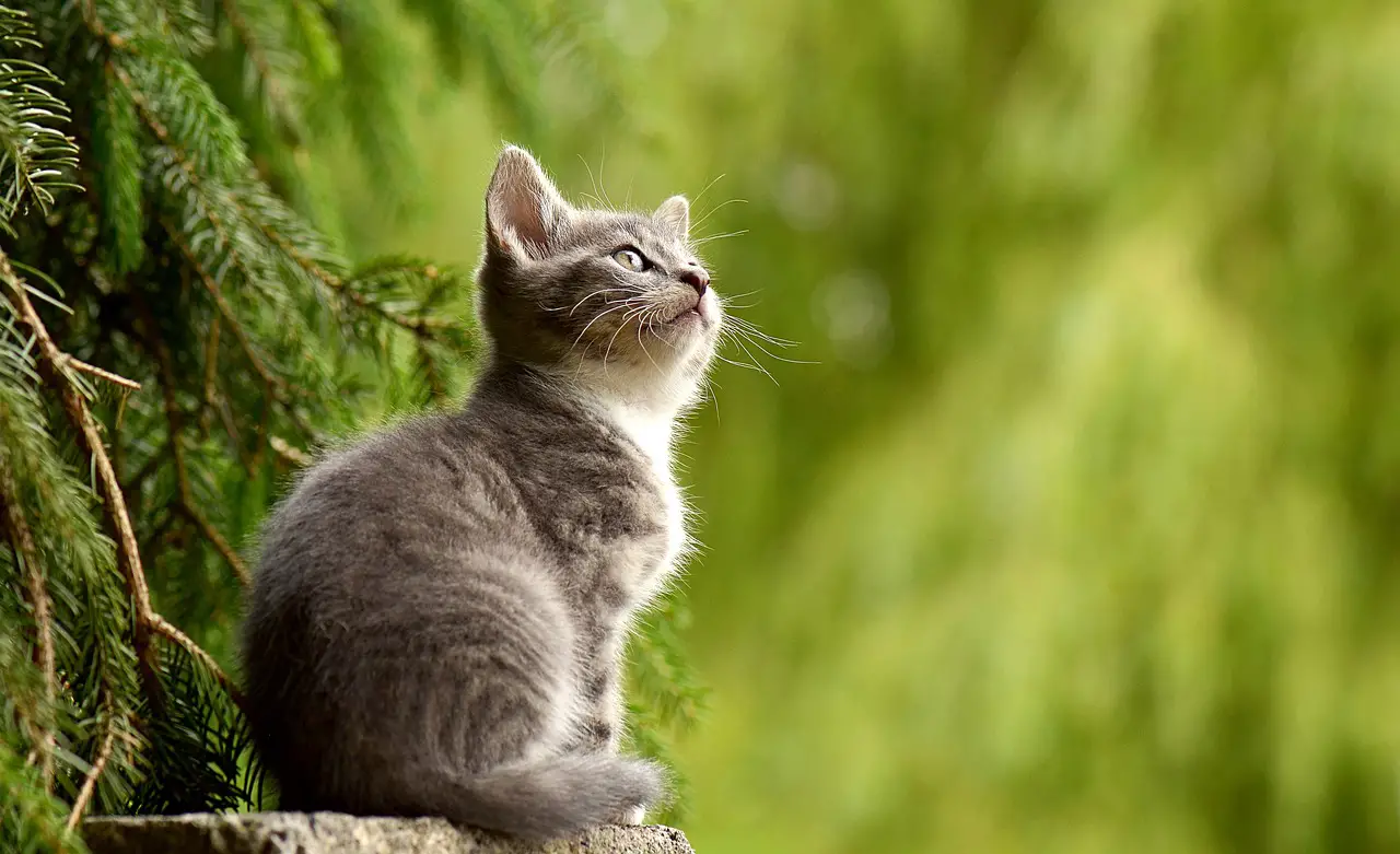 O guia essencial para a saúde e bem-estar do seu gato