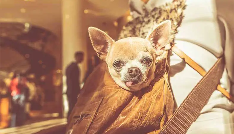 Waarom houden honden van opgezette dieren?