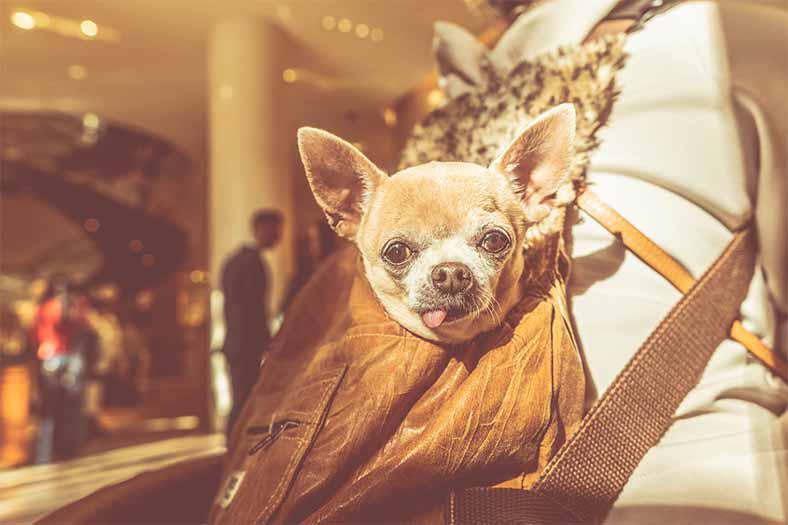 Waarom houden honden van opgezette dieren?