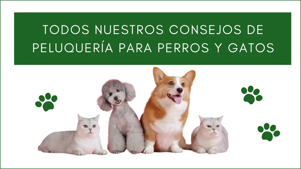 Todos nuestros consejos de peluquería para perros y gatos