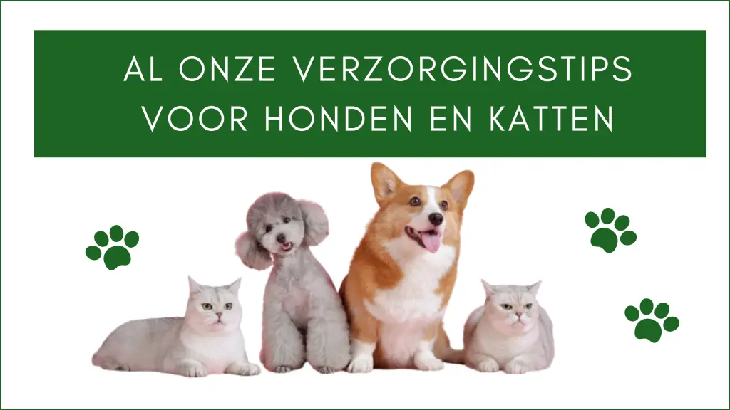 Al onze verzorgingstips voor honden en katten