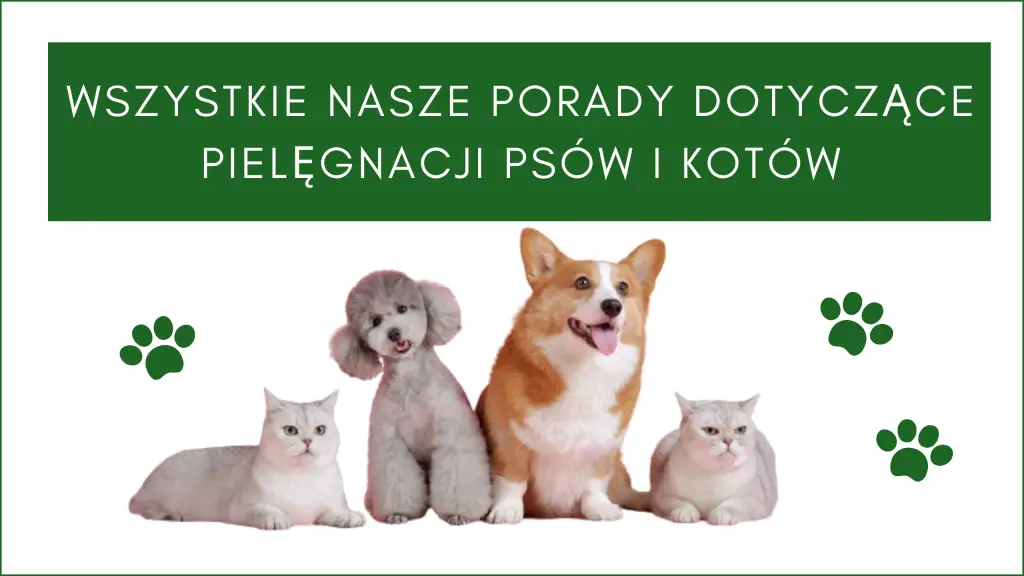 Wszystkie nasze porady dotyczące pielęgnacji psów i kotów