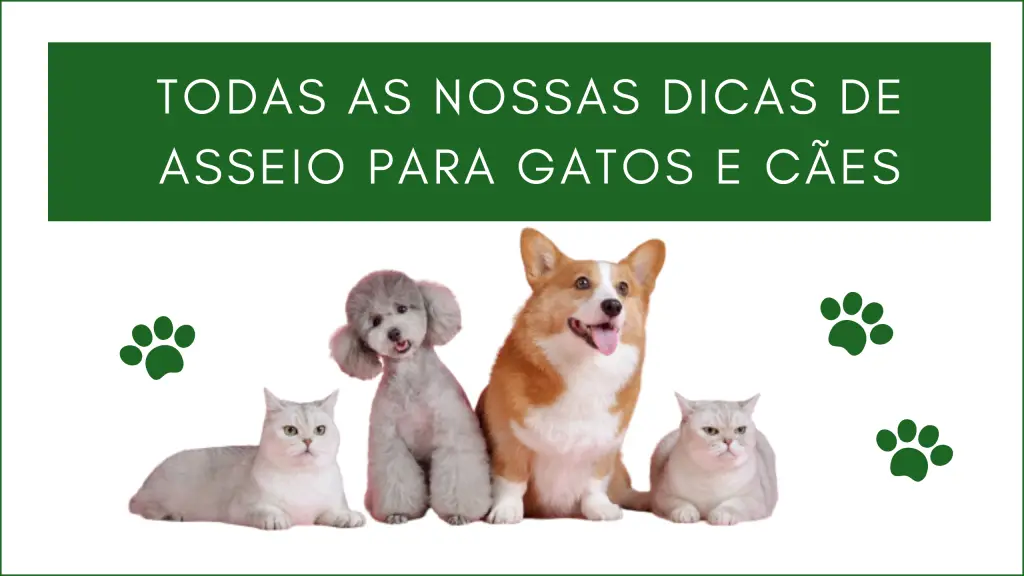 Início 18 Todas as nossas dicas de asseio para Gatos e Cães