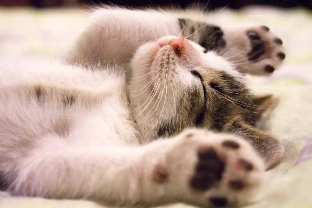 Quand un chaton peut-il explorer la maison en toute sécurité ? 2 chaton découverte de la maison