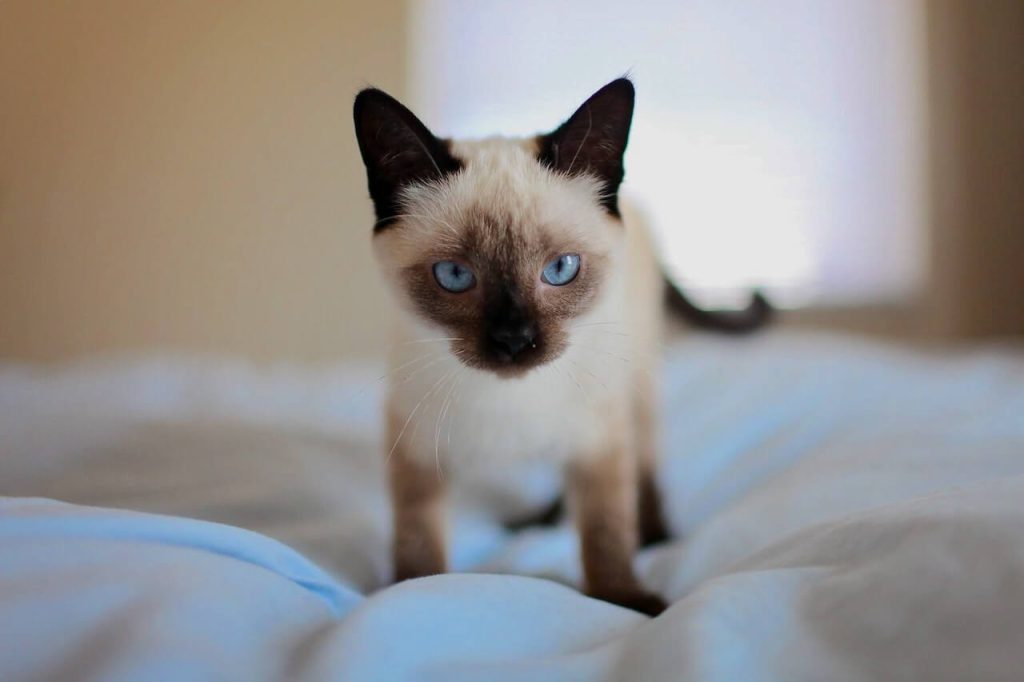 Quand un chaton peut-il explorer la maison en toute sécurité ? 4 chaton sur le lit