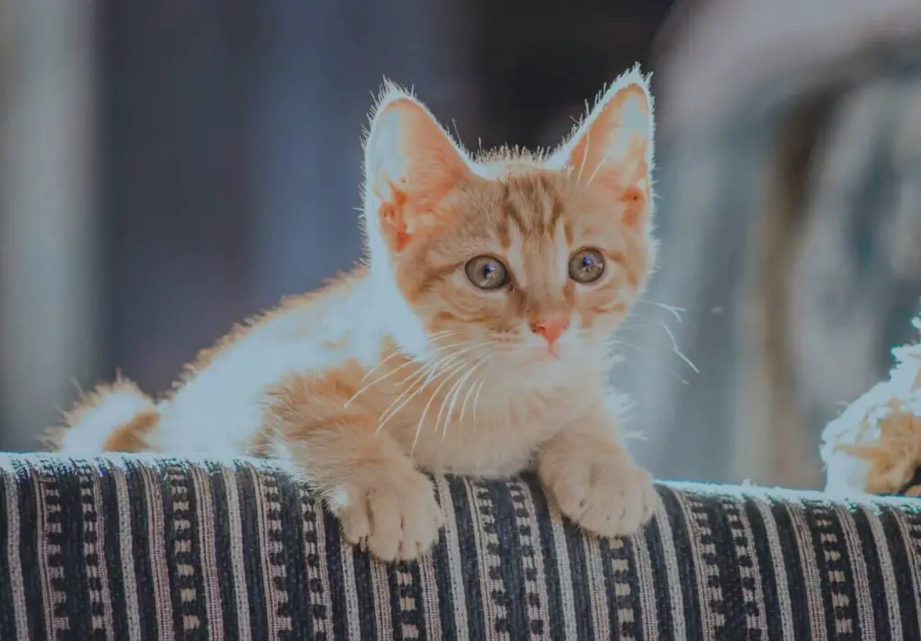 Quand un chaton peut-il explorer la maison en toute sécurité ? 3 développement chaton