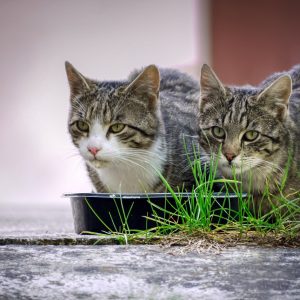 Kattenvoer: Hoe voedt u uw viervoeter?