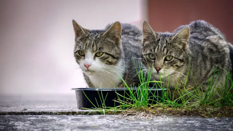 Kattenvoer: Hoe voedt u uw viervoeter?