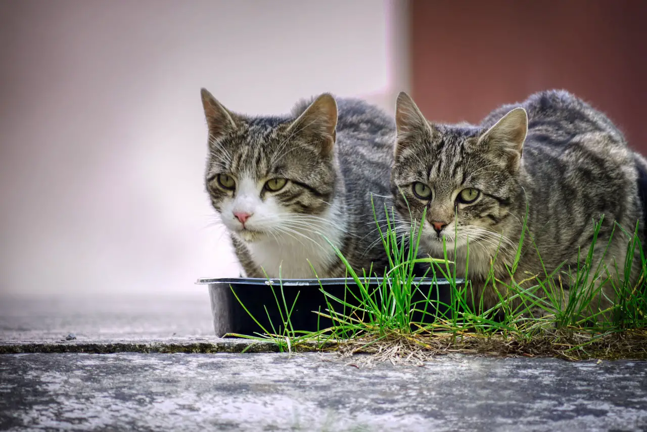 Die Ernährung der Katze: Wie Sie Ihren Vierbeiner richtig ernähren