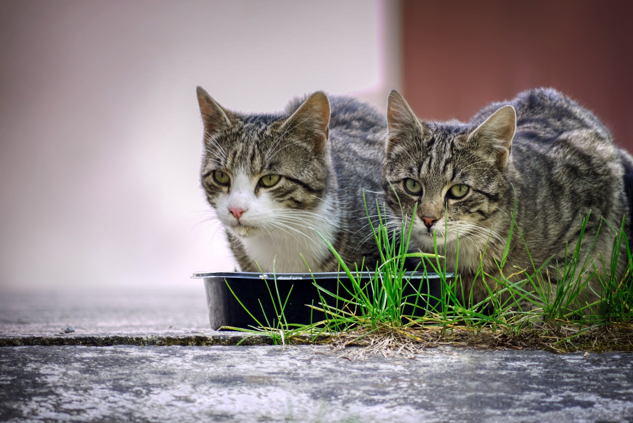 Kattenvoer: Hoe voedt u uw viervoeter?