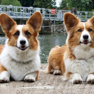 Toilettage Welsh corgi cardigan – Comment toiletter un Welsh corgi cardigan ?