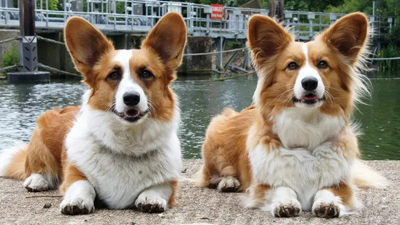 Toilettage Welsh corgi cardigan – Comment toiletter un Welsh corgi cardigan ?