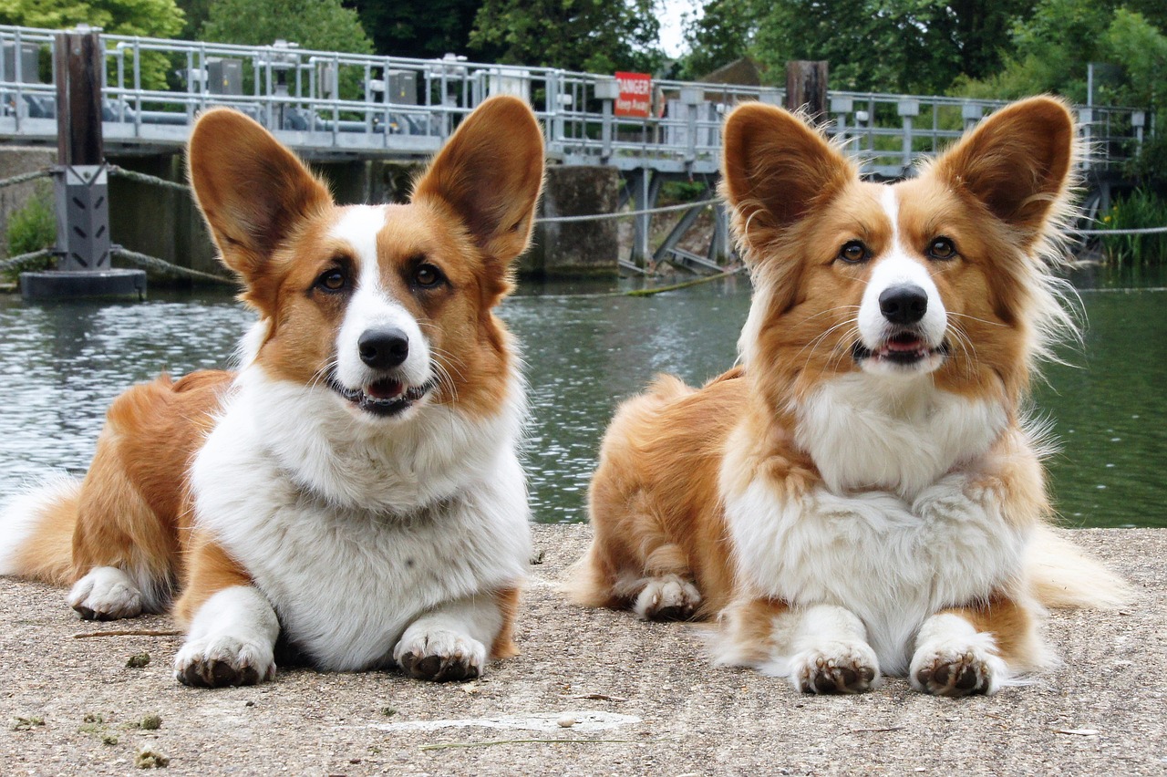 Toilettage Welsh corgi cardigan – Comment toiletter un Welsh corgi cardigan ?