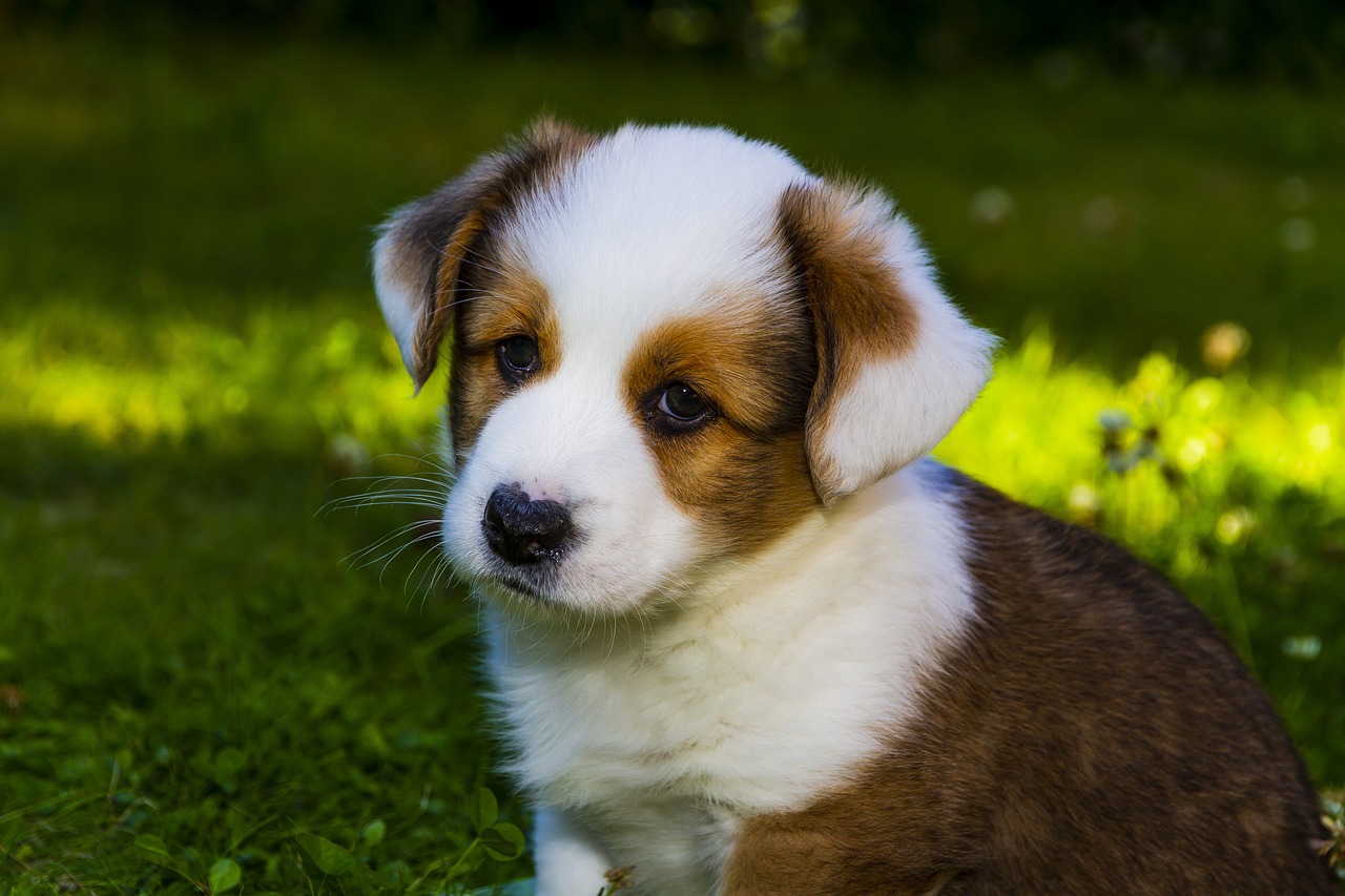 toilettage Welsh corgi cardigan