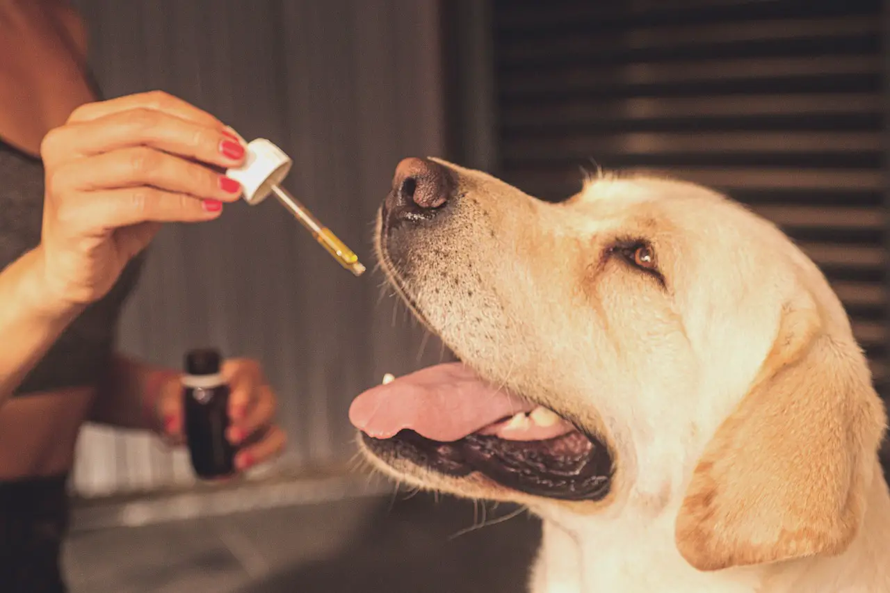 CBD et chiens stressés font-ils bon ménage ?