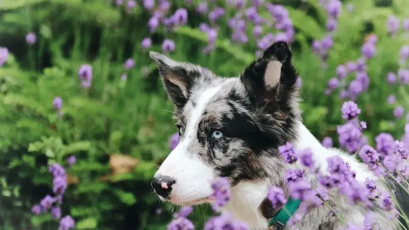 Comment les produits naturels peuvent apaiser votre chien ou chat ?