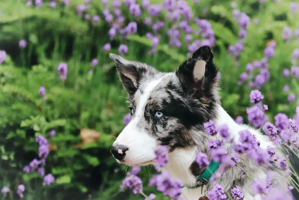 Comment les produits naturels peuvent apaiser votre chien ou chat ?