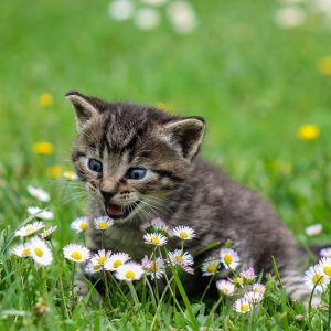 Assurance chaton et soins vétérinaires : tout ce qu’il faut savoir