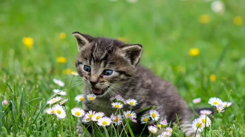 Assurance chaton et soins vétérinaires : tout ce qu’il faut savoir