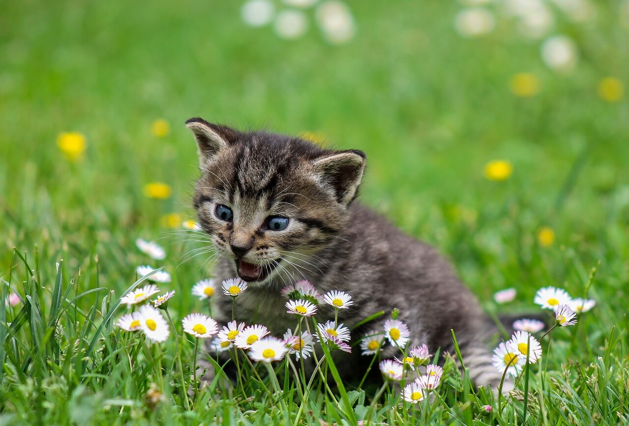 Assurance chaton et soins vétérinaires : tout ce qu’il faut savoir