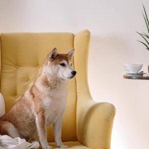 Comment trouver un bon élevage de Shiba Inu ?