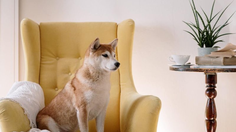 Comment trouver un bon élevage de Shiba Inu ?