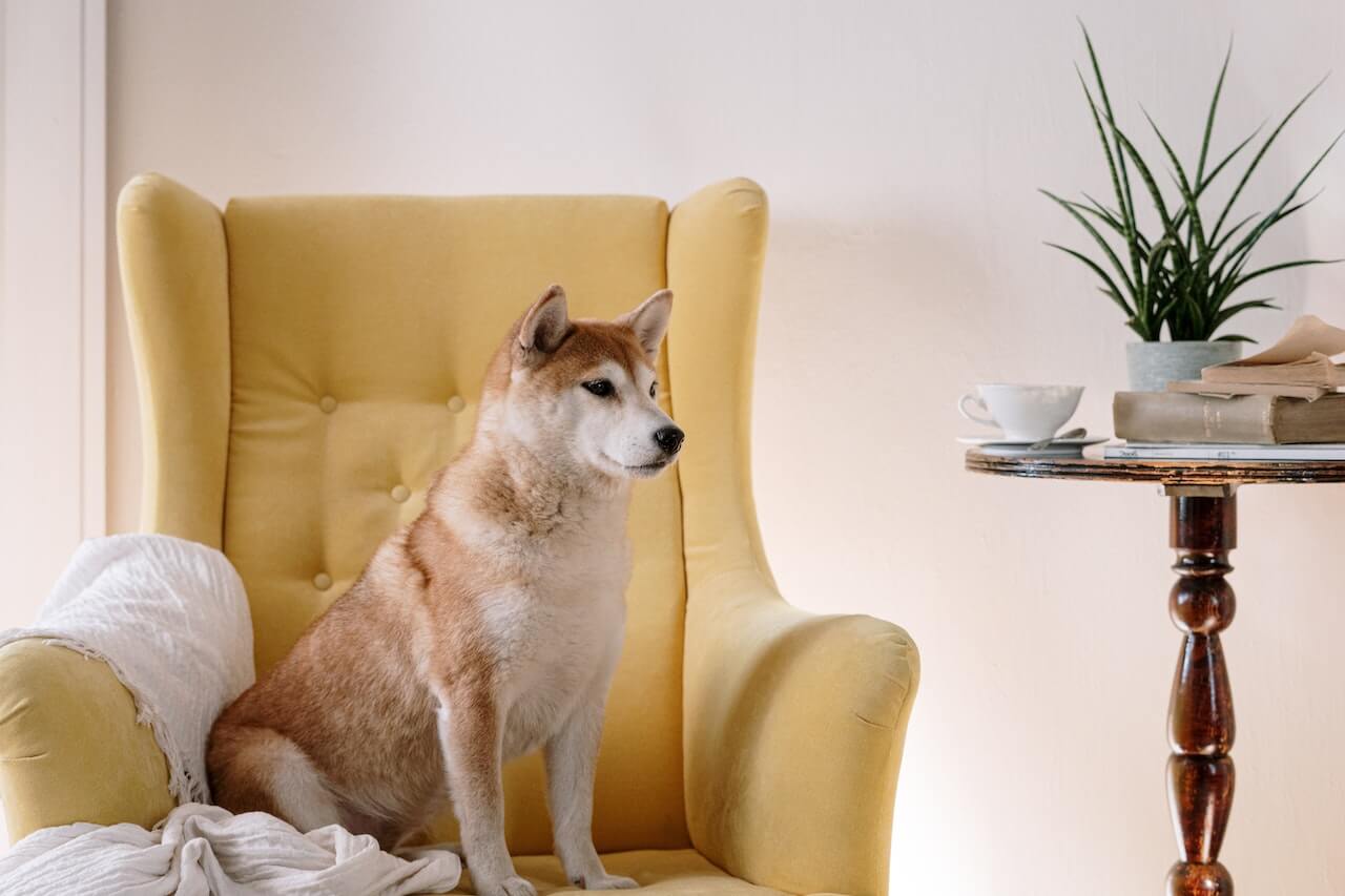 Comment trouver un bon élevage de Shiba Inu ?